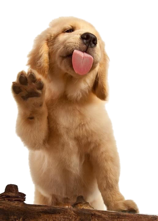 Golden Puppy Labrador Brown Dog Cat Flat-Coated Clipart