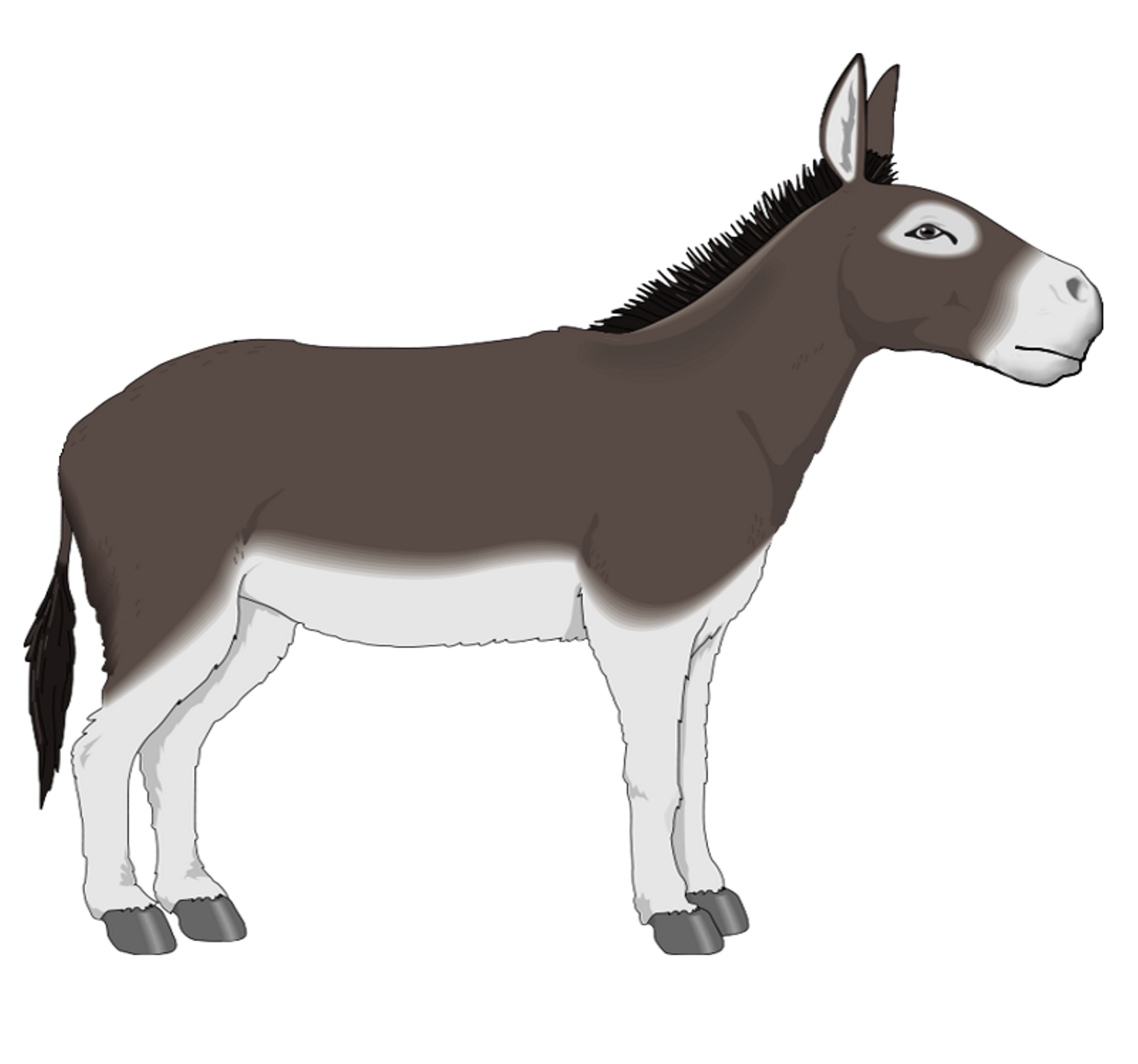 Donkey Side Profile Png Image Clipart