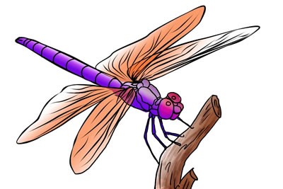 Free Dragonfly Clipart Clipart