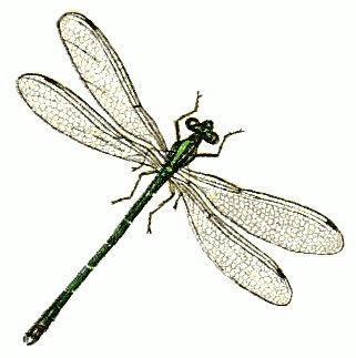 Dragonfly Dragonflies Graphics Images And Image Png Clipart