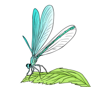 Free Dragonfly 5 Free Download Clipart