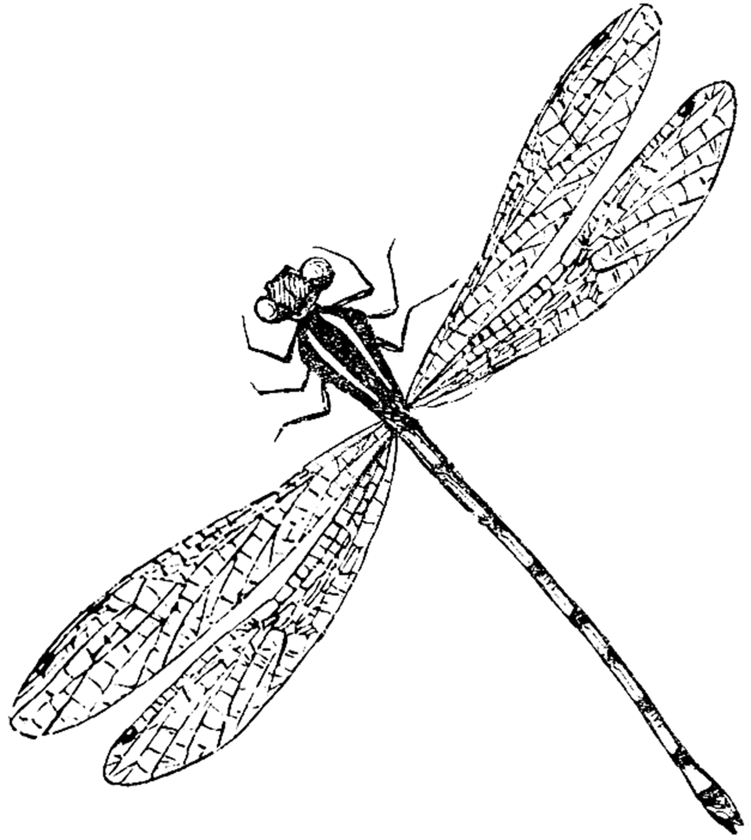 Cute Cartoon Dragonfly Images Image 8 Clipart