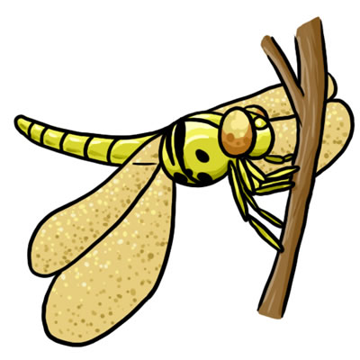 Free Dragonfly Image Png Clipart