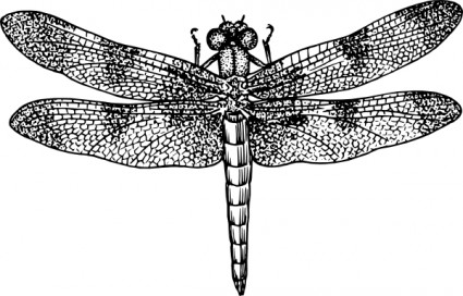 Free Dragonfly Vector For Download About Clipart