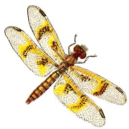 Dragonfly Stock Images Images Free Download Clipart