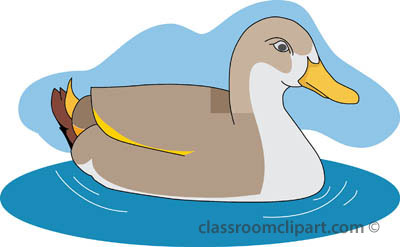 Swimming Duck Hd Image Clipart