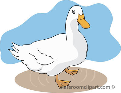 Free Duck Pictures Graphics Illustrations Hd Image Clipart