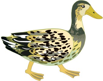 Duck Download Png Clipart