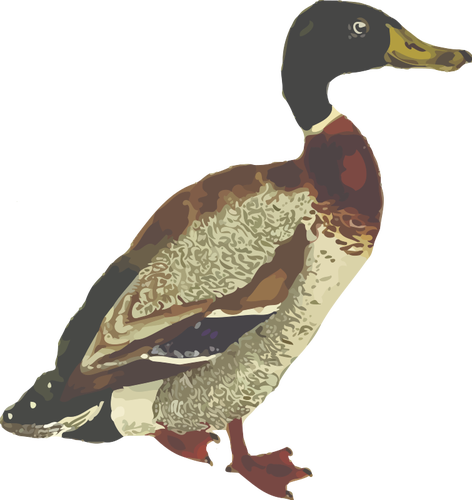 Mallard Bird In Full Color Graphics Clipart