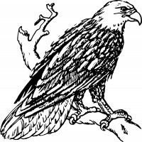 Bald Eagle Eagle Pictures Hd Image Clipart
