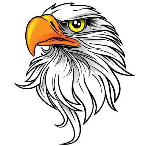 Bald Eagle Eagle Images Bald Free Download Png Clipart