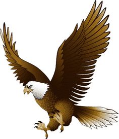 Bald Eagle Eagle Pictures Free Download Clipart