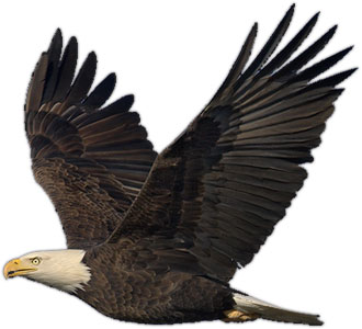 Eagle Animated Dromhfb Top Png Image Clipart