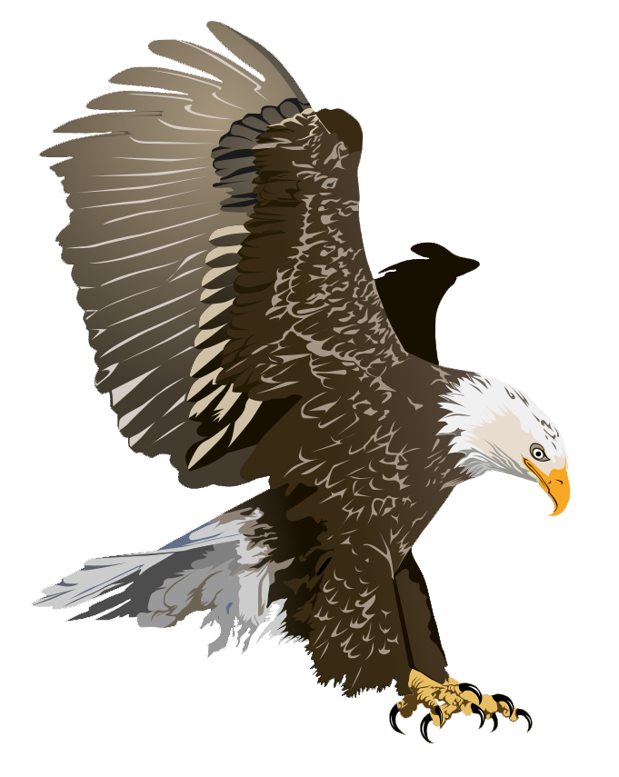 Bald Eagle Eagle Pictures Clipart Clipart