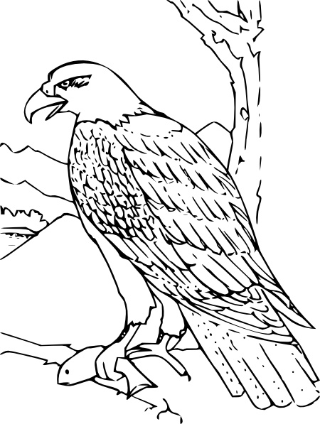 Coloring Book Bald Eagle Vector In Open Clipart