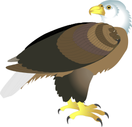 Bald Eagle Download Hd Image Clipart