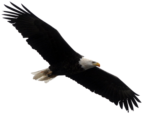 Bald Eagle Transparent Images Download Free Download Clipart