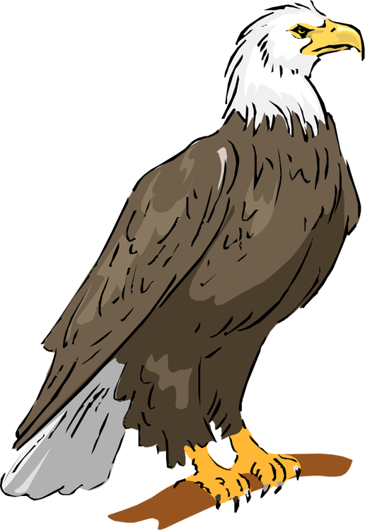 Bald Eagle Eagle Png Image Clipart