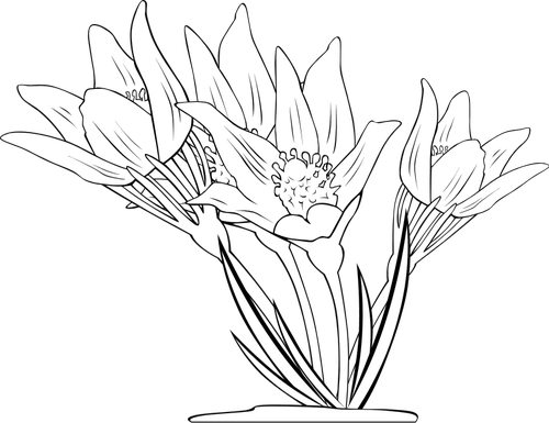Eastern Pasqueflower Clipart