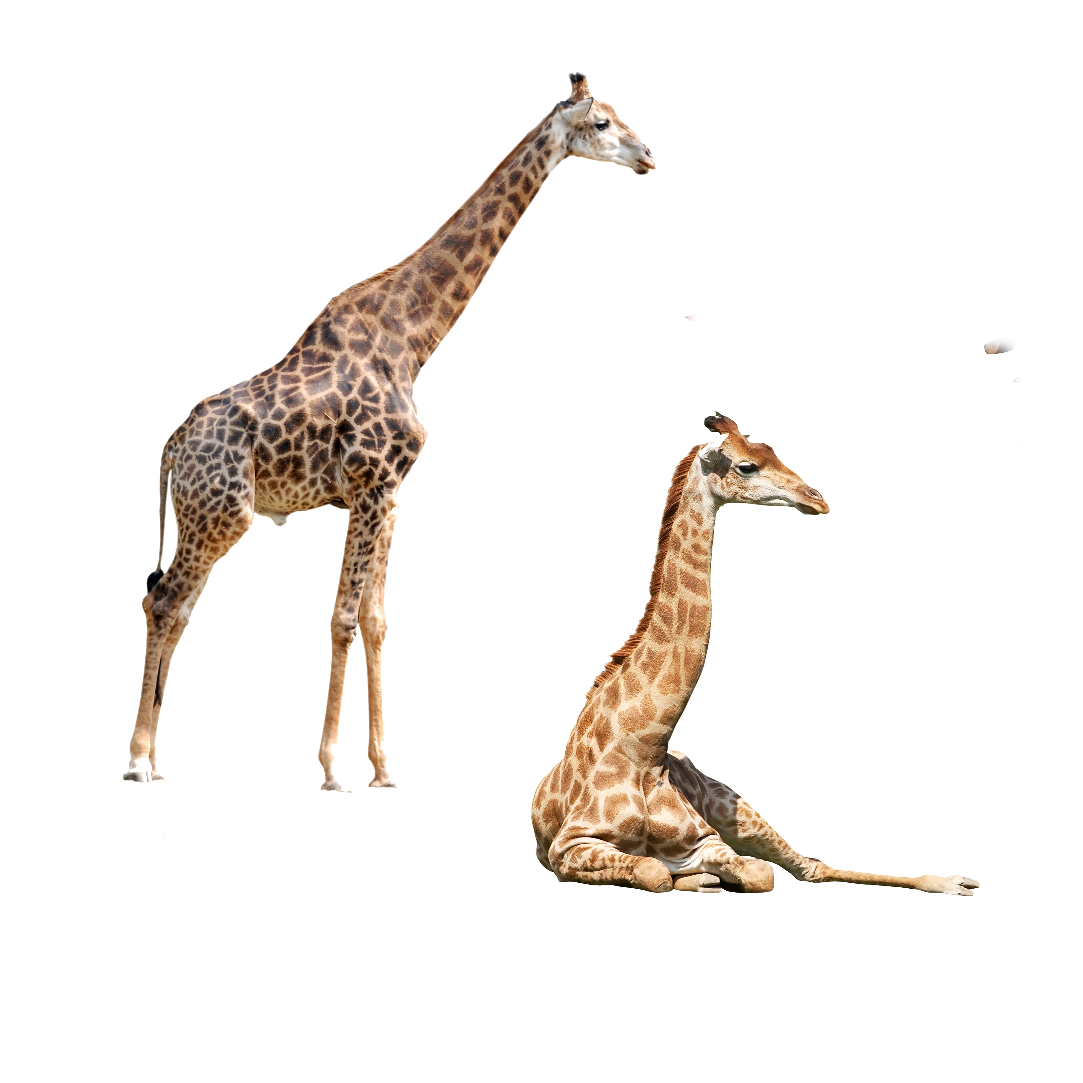 Жираф на прозрачном фоне картинки. Северный Жираф. Жираф на прозрачном фоне для фотошопа. Жирафы на прозрачном фоне для фотошопа. ПСД жирафа.