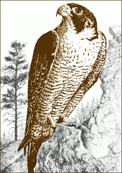 Falcon Image Png Image Clipart