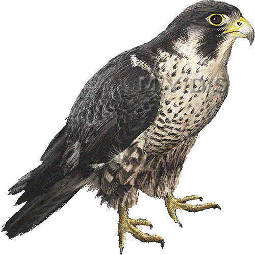 Falcon Hd Image Clipart