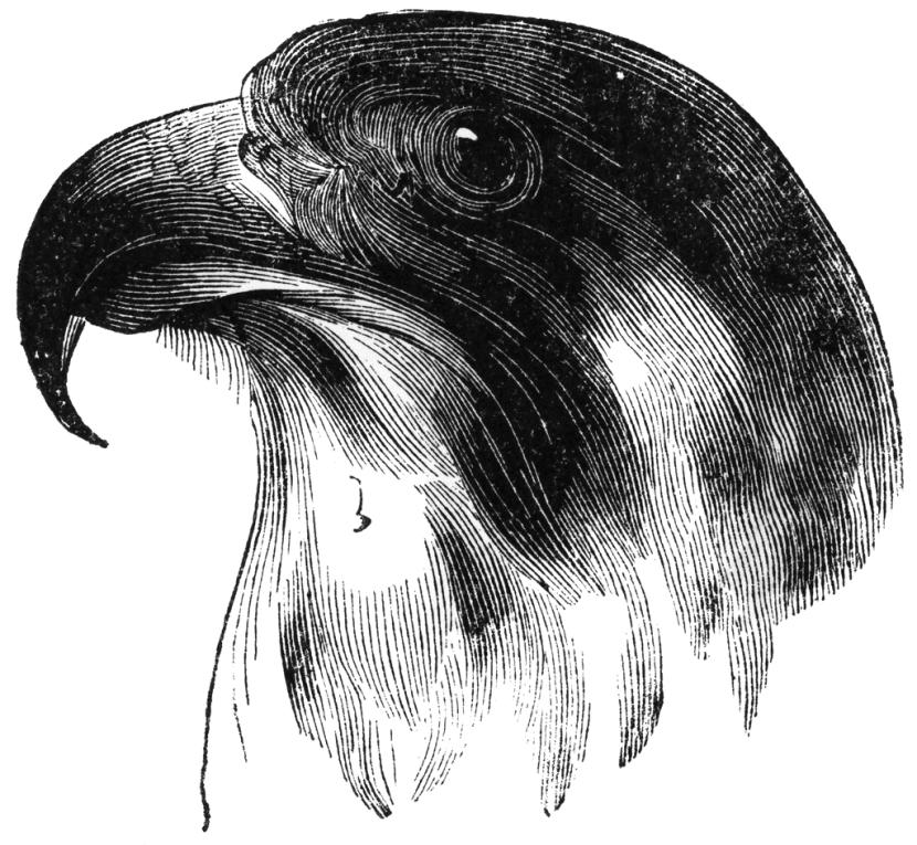 Falcon Image Png Clipart