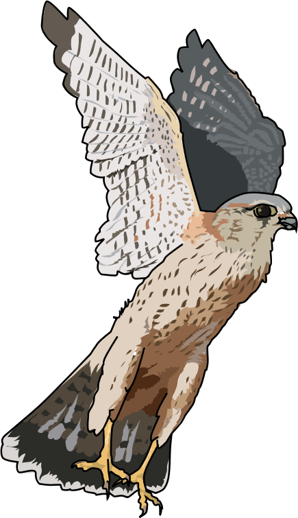 Falcon Image Free Download Png Clipart