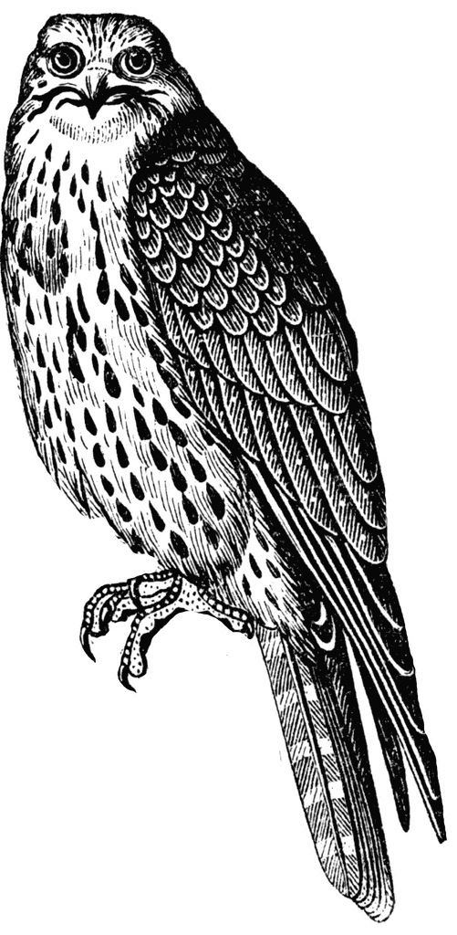 Falcon Png Images Clipart