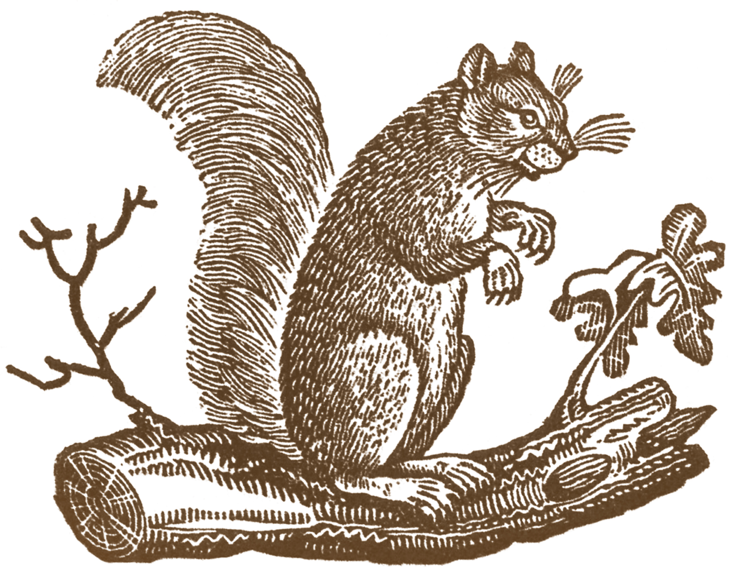 Free Fall Primitive Squirrels The Graphics Fairy Clipart