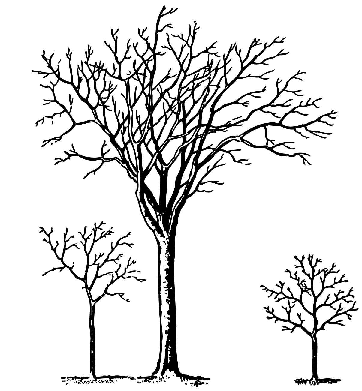 Family Tree Borders Free Download Png Clipart