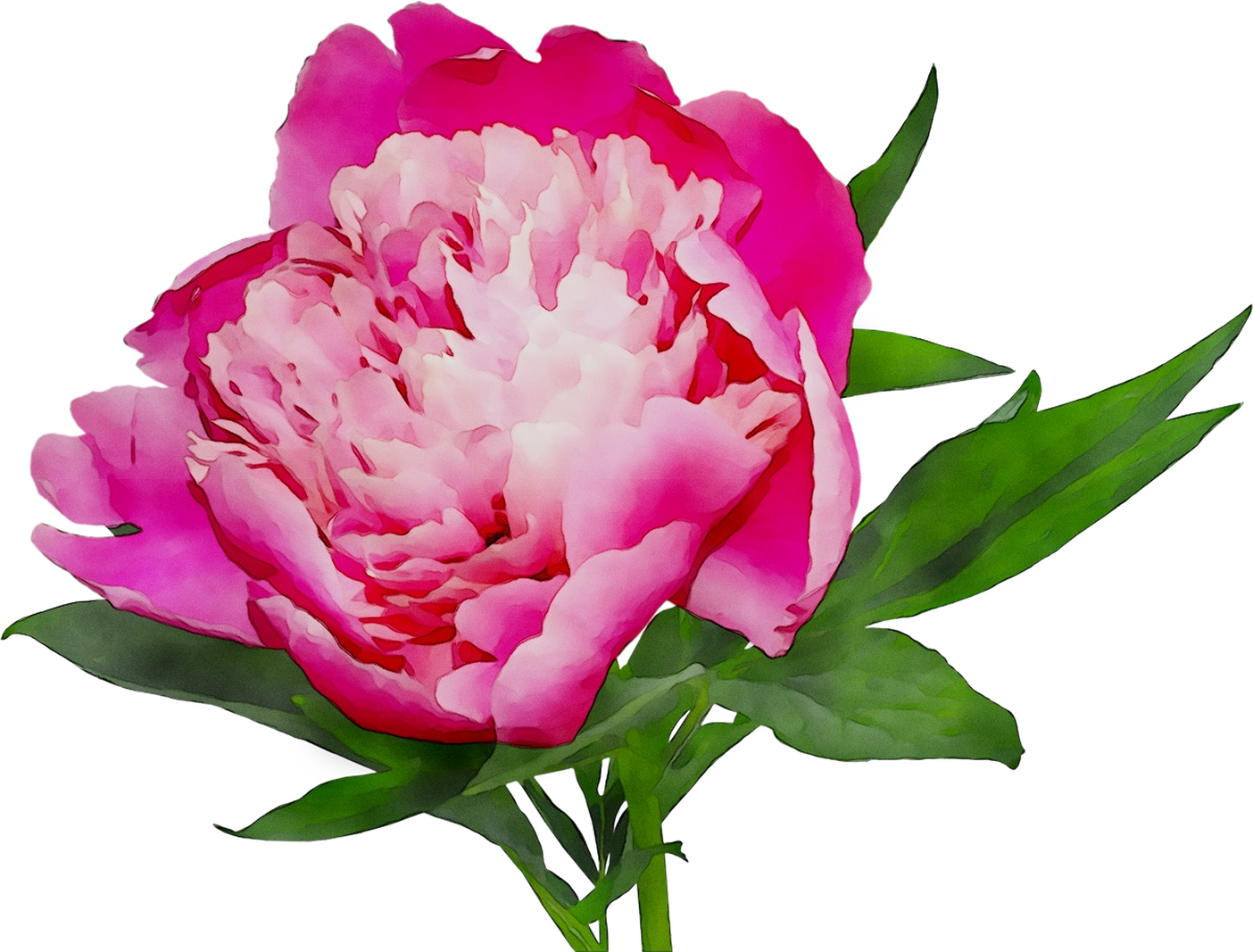 Pink Cut Shopping Peony Online White Flowers Clipart