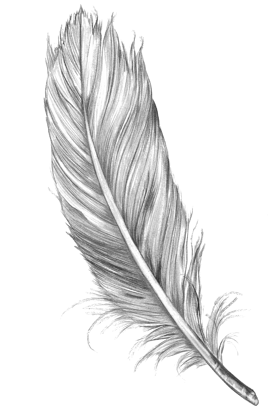 Feather Art Drawing Sketch Bird Free HD Image Clipart