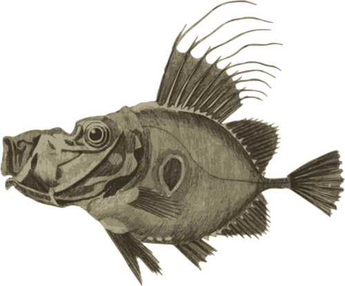 Doree Fish Clipart