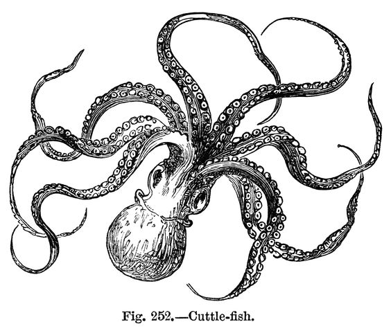 Vintage Cuttlefish Octopus Black And White Clipart