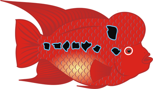 Flowerhorn Fish Clipart