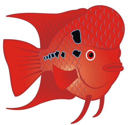 Flowerhorn Fish Clipart