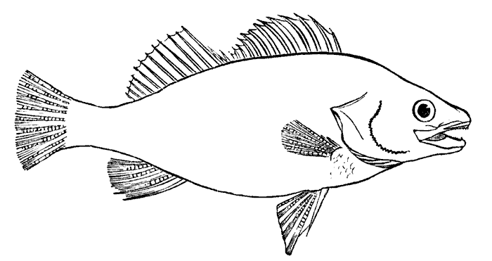 Fish Outline Png Images Clipart