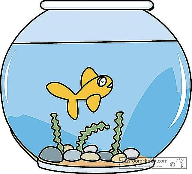 Fish Bowl Fish In At Clker Vector Clipart