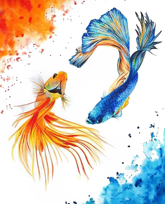 Koi Carassius Fish Yin Watercolor Yang Auratus Clipart