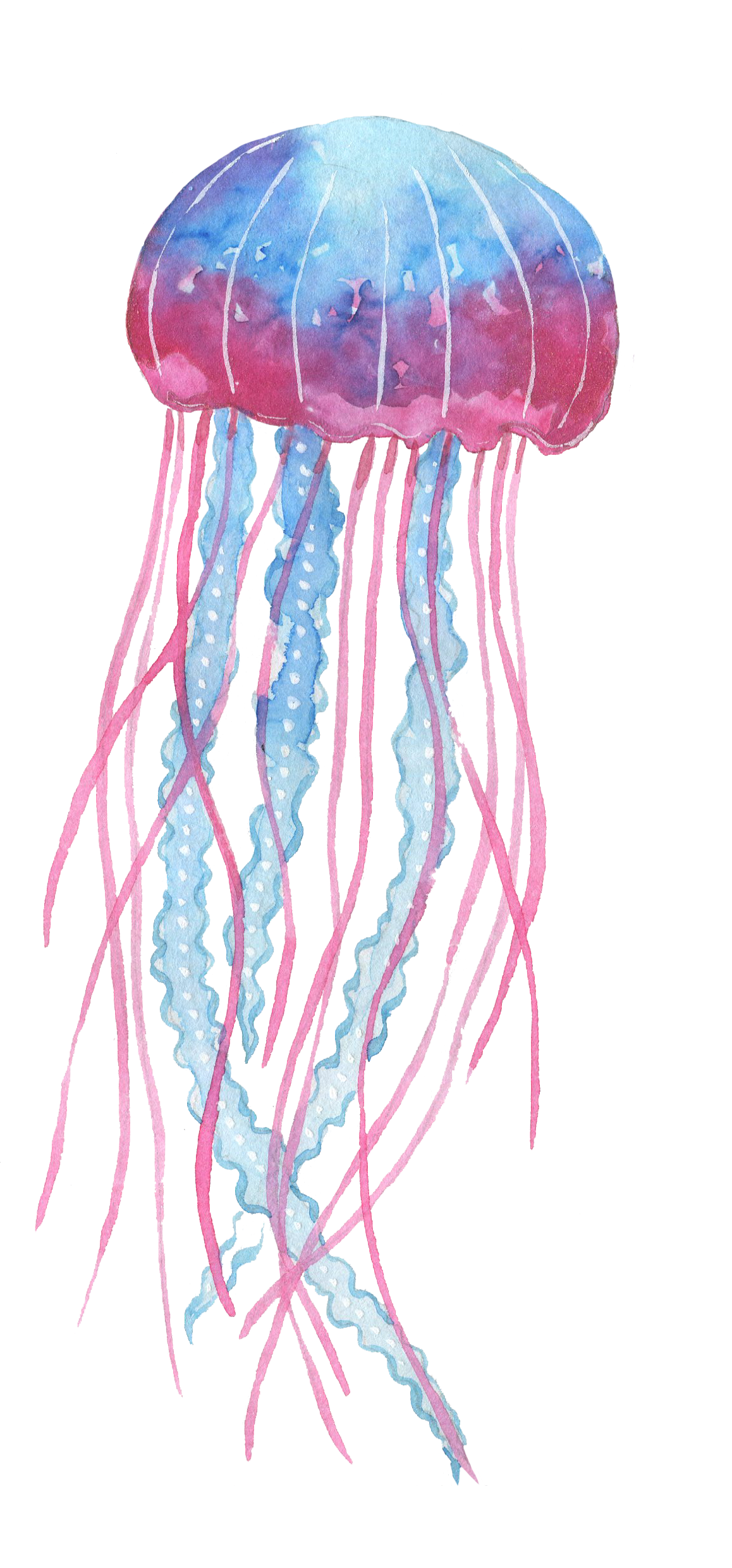Box Blue Pink Ocean Jellyfish Download Free Image Clipart