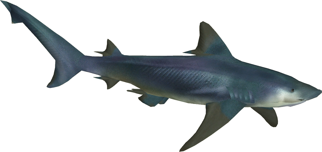Shark Ganga Bull Great Squaliformes Tiger Holi Clipart
