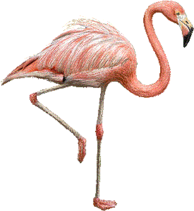 Flamingo Black And White Images Png Images Clipart