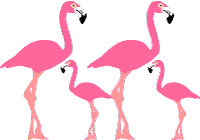 Flamingo Border Kid Clipart Clipart