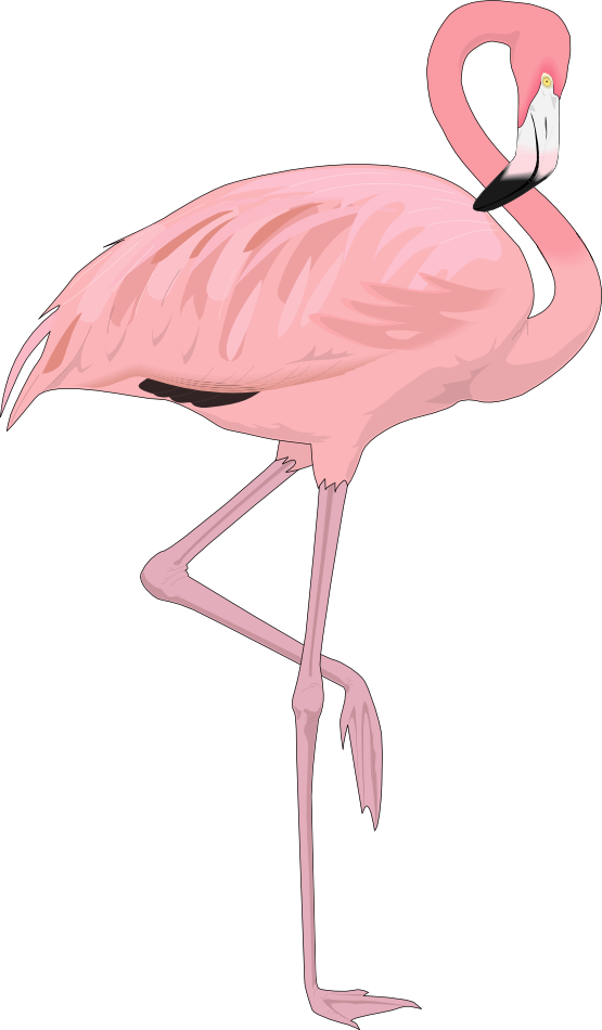 Flamingo To Use Png Image Clipart
