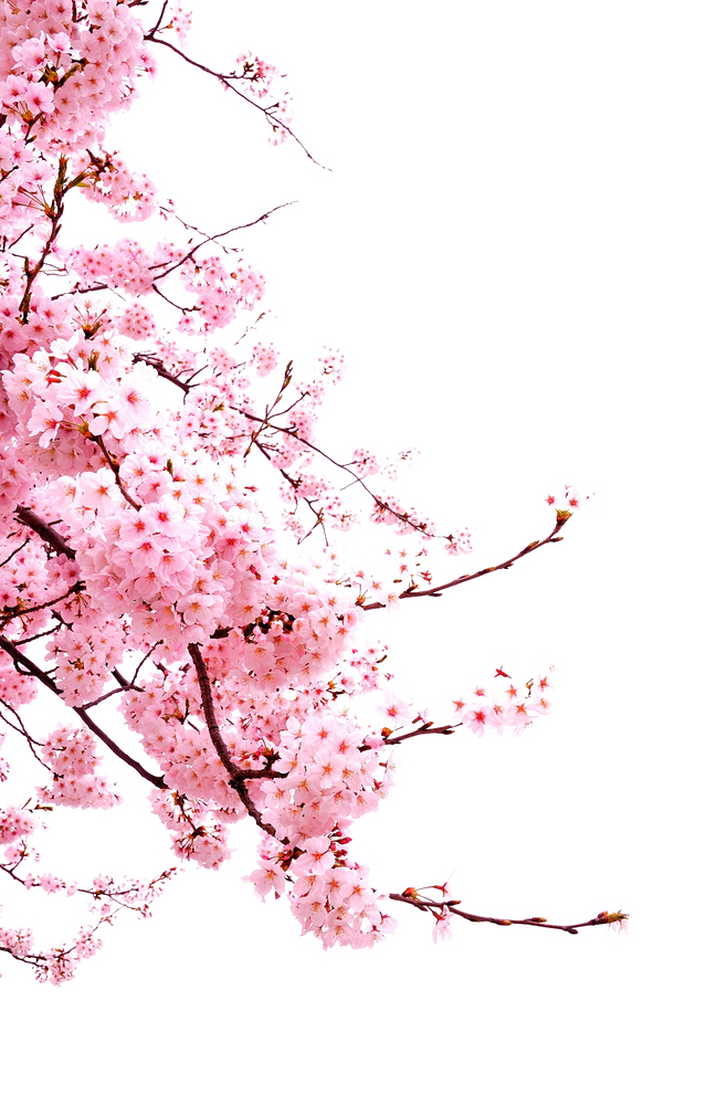 Blossom Cherry Flower Japanese Blossoms Free HD Image Clipart