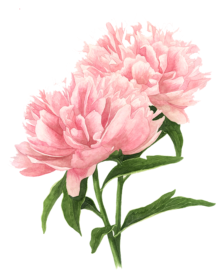 Flower Peony Tree Watercolor Drawings Painting Clipart