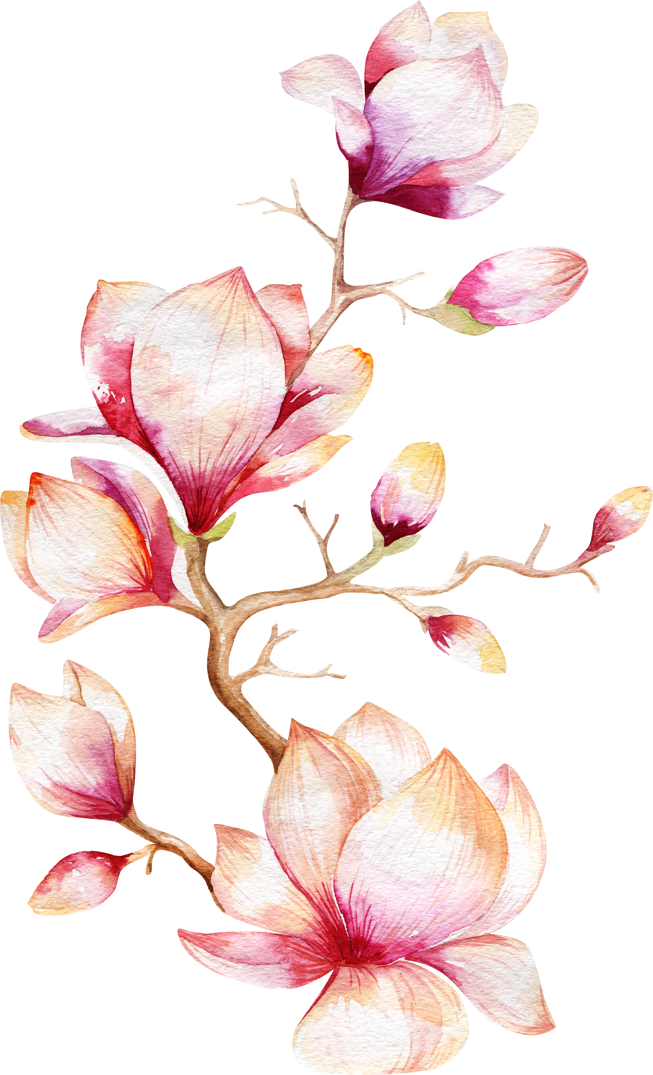 Flower Magnolia Tree Watercolor Painting Orchid Clipart