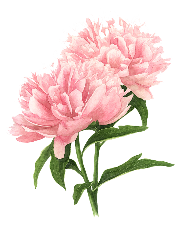 Pink Peony Watercolor Flowers Painting Drawing Clipart