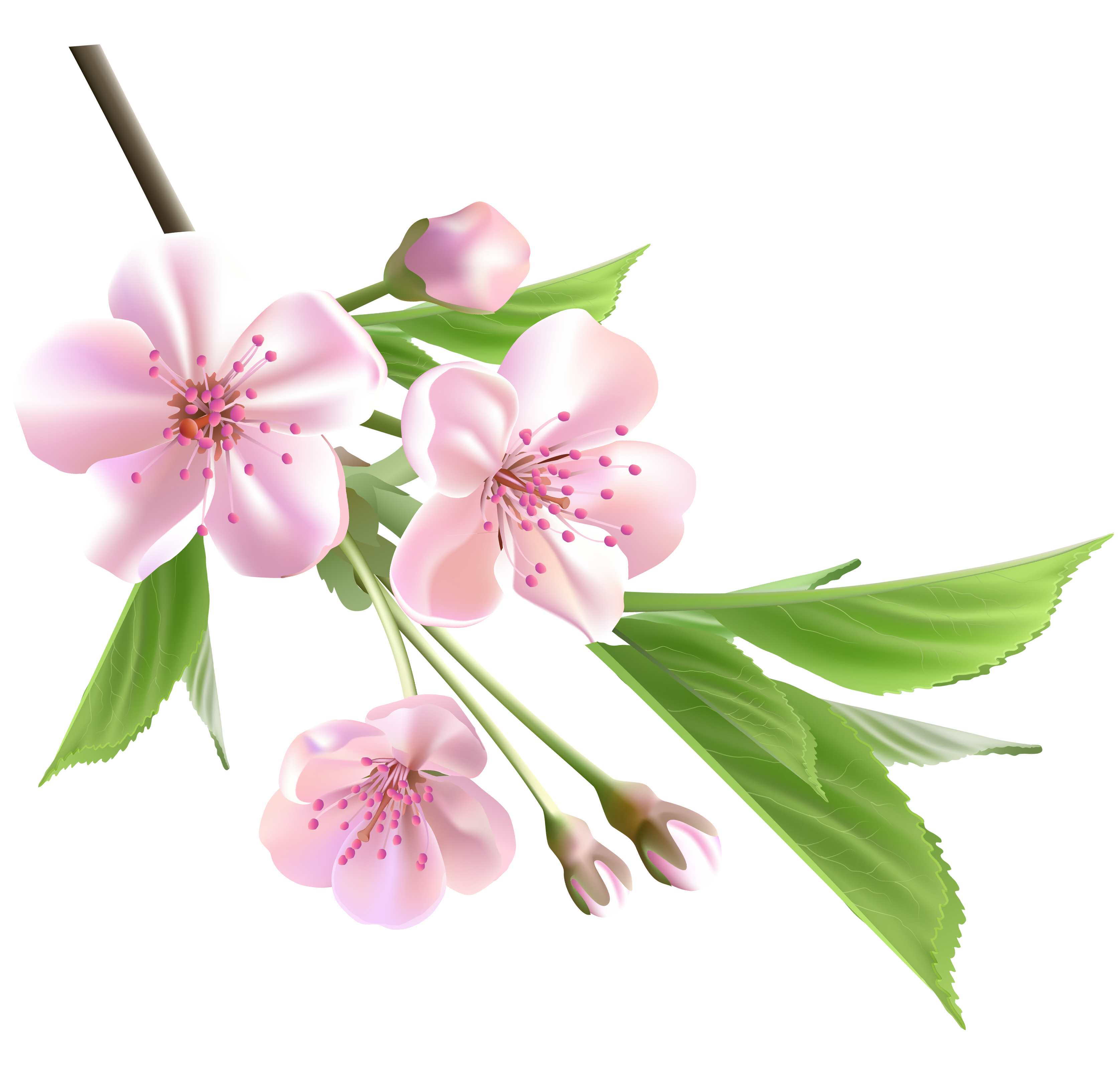 Pink Flower Spring Tree Branch Flowers With Clipart
